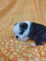 Fauna, a female Pug for sale in Salina, KS – 5 of 9
