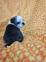Fauna, a female Pug for sale in Salina, KS – 9 of 9