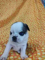 Fauna, a female Pug for sale in Salina, KS – 2 of 9