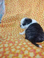 Fauna, a female Pug for sale in Salina, KS – 8 of 9
