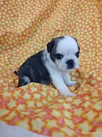Fauna, a female Pug for sale in Salina, KS – 7 of 9