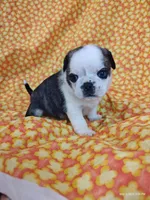 Fauna, a female Pug for sale in Salina, KS – 6 of 9
