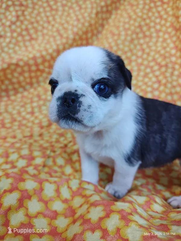 Fauna – Pug puppy for sale in Salina, KS