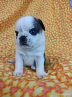 Fauna, a female Pug for sale in Salina, KS – 4 of 9