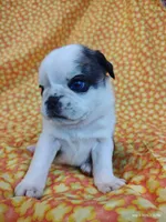 Fauna, a female Pug for sale in Salina, KS – 3 of 9