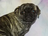 Bock Choy, a female Pug for sale in Salina, KS – Photo 3 of 3