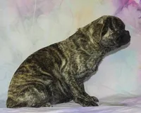 Bock Choy, a female Pug for sale in Salina, KS – Photo 2 of 3