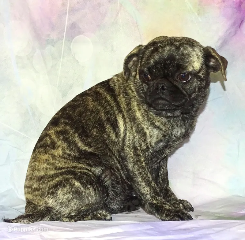 Bock Choy, a female Pug for sale in Salina, KS – Photo 1 of 3