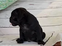 Ellis, a male Pug for sale in Salina, KS – 4 of 7