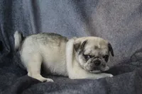 Pappy, a male Pug for sale in Salina, KS – Photo 4 of 10