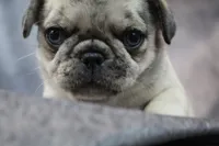 Pappy, a male Pug for sale in Salina, KS – Photo 1 of 10