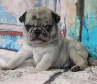 Pappy, a male Pug for sale in Salina, KS – Photo 10 of 10