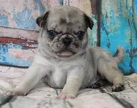 Pappy, a male Pug for sale in Salina, KS – Photo 5 of 10