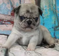 Pappy, a male Pug for sale in Salina, KS – Photo 8 of 10