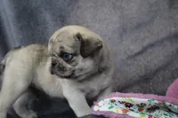 Pappy, a male Pug for sale in Salina, KS – Photo 3 of 10