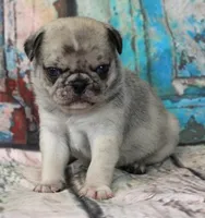 Pappy, a male Pug for sale in Salina, KS – Photo 6 of 10