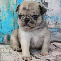 Pappy, a male Pug for sale in Salina, KS – Photo 7 of 10