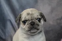 Pappy, a male Pug for sale in Salina, KS – Photo 2 of 10