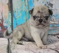 Pappy, a male Pug for sale in Salina, KS – Photo 9 of 10