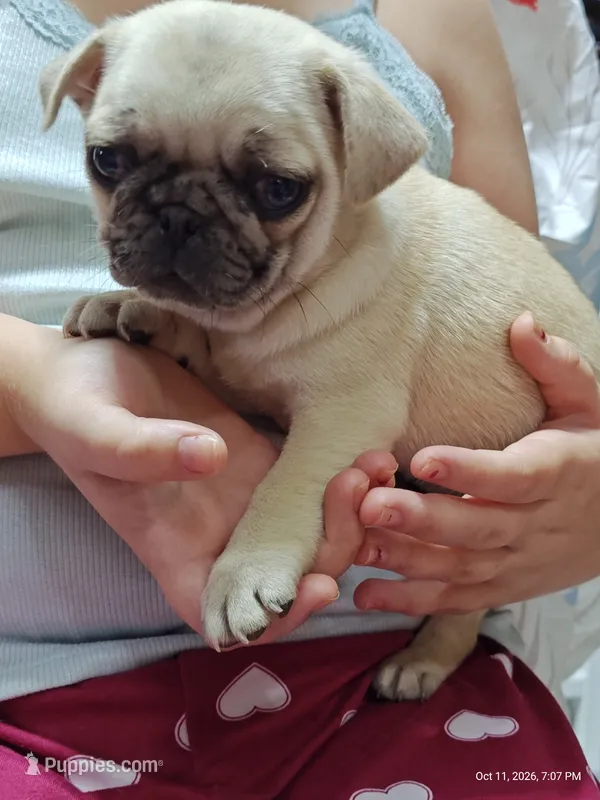 Otis Man Fawn Boy – Pug puppy for sale in Salina, KS