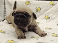 Buster the Perfect Pug Boy, a male Pug for sale in Salina, KS – 5 of 9