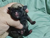 Buster the Perfect Pug Boy, a male Pug for sale in Salina, KS – 4 of 6