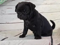 Ellis, a male Pug for sale in Salina, KS – 7 of 7