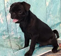 Hubert, a male Pug for sale in Salina, KS – 5 of 10