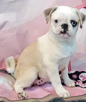 Aurora, a female Pug for sale in Salina, KS – 2 of 4