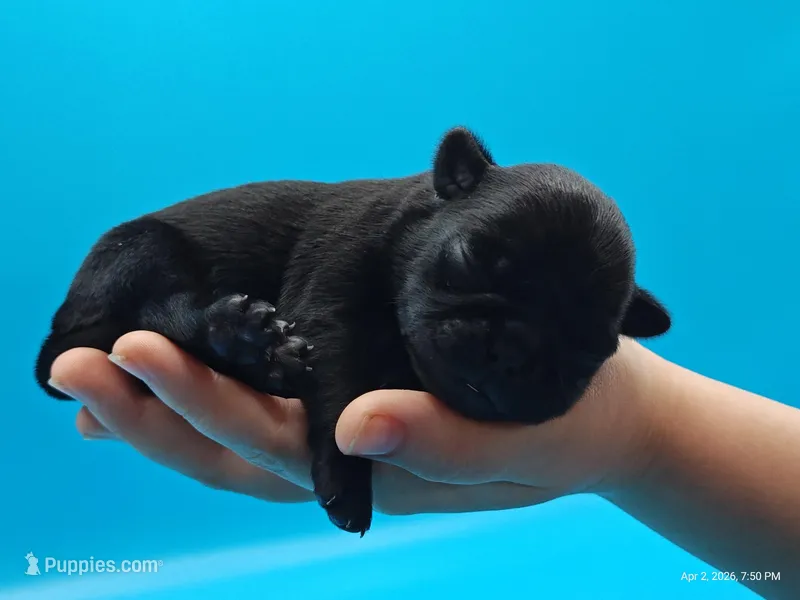 Hamish – Pug puppy for sale in Salina, KS