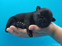 Hamish, a male Pug for sale in Salina, KS – Photo 3 of 4