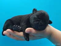 Hamish, a male Pug for sale in Salina, KS – Photo 4 of 4