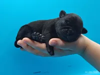 Hamish, a male Pug for sale in Salina, KS – Photo 2 of 4