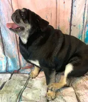 Gouda, a female Pug for sale in Salina, KS – Photo 5 of 8