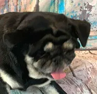 Gouda, a female Pug for sale in Salina, KS – Photo 8 of 8