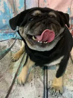 Gouda, a female Pug for sale in Salina, KS – Photo 1 of 8