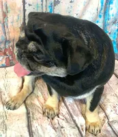 Gouda, a female Pug for sale in Salina, KS – Photo 4 of 8