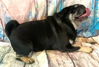 Gouda, a female Pug for sale in Salina, KS – Photo 7 of 8