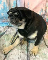 Gouda, a female Pug for sale in Salina, KS – Photo 6 of 8
