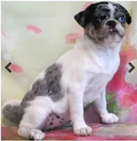 Guava, a female Pug for sale in Salina, KS – Photo 4 of 4