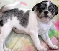 Guava, a female Pug for sale in Salina, KS – Photo 2 of 4