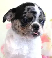 Guava, a female Pug for sale in Salina, KS – Photo 3 of 4