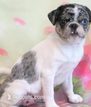 Guava, a female Pug for sale in Salina, KS – Photo 1 of 4