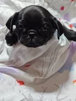 Mochi Missy Black Pug Girl, a female Pug for sale in Salina, KS – 4 of 6
