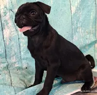 Hubert, a male Pug for sale in Salina, KS – 7 of 10