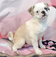 Aurora, a female Pug for sale in Salina, KS – 4 of 4