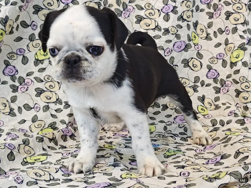 Flora – Pug puppy for sale in Salina, KS