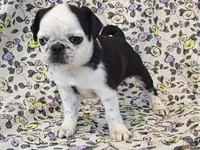 Flora, a female Pug for sale in Salina, KS – 1 of 10