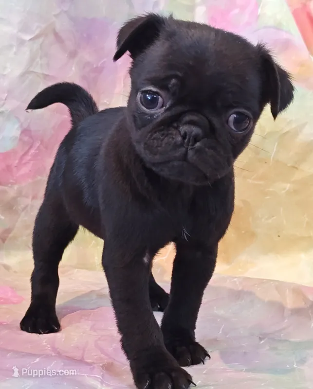 DAISY – Pug puppy for sale in Salina, KS