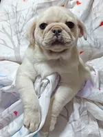 Doug on SALE!, a male Pug for sale in Salina, KS – 5 of 8